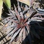 Agave maculata Leaf