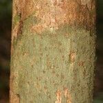 Gustavia hexapetala Bark