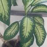 Dieffenbachia seguine Levél