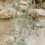 Euphorbia osyridea Агульны выгляд