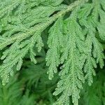 Selaginella moellendorffii