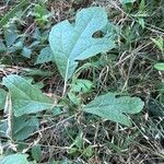 Sassafras albidum Leaf