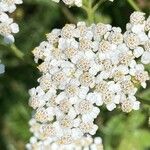 Achillea nobilisBlomst