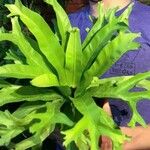 Microsorum punctatum Blatt