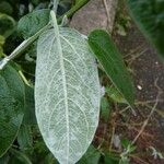 Salvia discolor Feuille