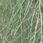 Casuarina collina Hostoa