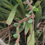 Microgramma vacciniifolia 葉
