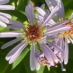 Symphyotrichum novi-belgii Bloem