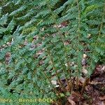 Polystichum × luerssenii Habitus