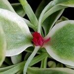 Mesembryanthemum cordifolium cv. 'Variegata' Virág