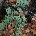 Hemionitis atropurpurea Plante entière