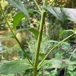 Epilobium roseum Kaarna