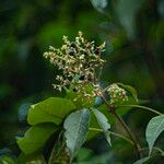 Vitex pinnata Fruit