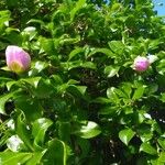 Leuenbergeria quisqueyana Flower