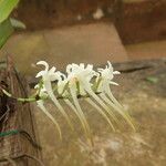 Cyrtorchis ringens Цветок