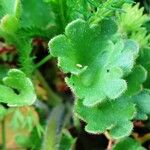 Saxifraga granulata Leaf