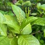 Chloranthus spicatus Flor