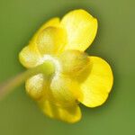 Ranunculus flammula Fleur