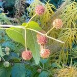 Cephalanthus occidentalis Плод