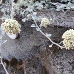 Helichrysum petiolareCvet