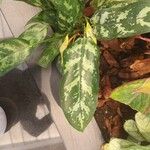 Aglaonema commutatum Liść