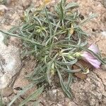 Convolvulus lineatus Leaf