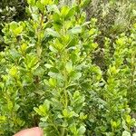 Baccharis pilularis പുഷ്പം