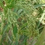 Panicum miliaceum 果実