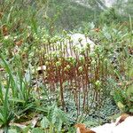 Saxifraga squarrosa Floare