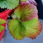 Fragaria × ananassa Feuille