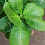 Anacardium occidentale পাতা