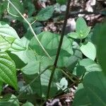 Dioscorea villosa 树皮