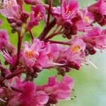 Aesculus × carnea Flower