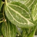 Dischidia ovata Leaf