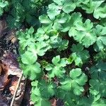 Sanicula europaea Hoja