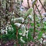 Salix cinerea Fruit