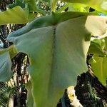 Kalanchoe beharensis Hoja