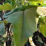 Kalanchoe beharensis Blad