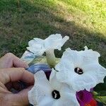 Ipomoea arborescens Flower