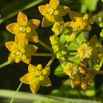 Cynanchum insipidum Blüte