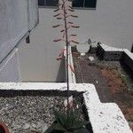 Aloe aristata Çiçek