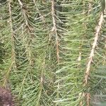 Picea breweriana Folha