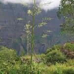 Furcraea foetida Flower