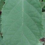 Markhamia tomentosa Blatt