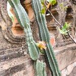 Cereus jamacaru Leaf