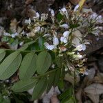 Dalbergia glabra 花