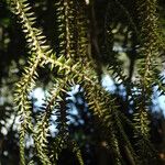 Huperzia ophioglossoides Hoja
