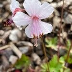 Geranium macrorrhizum Квітка