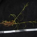 Carex filicina Hábito