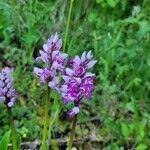 Orchis simiaമറ്റ്